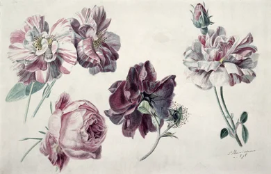 Rosas